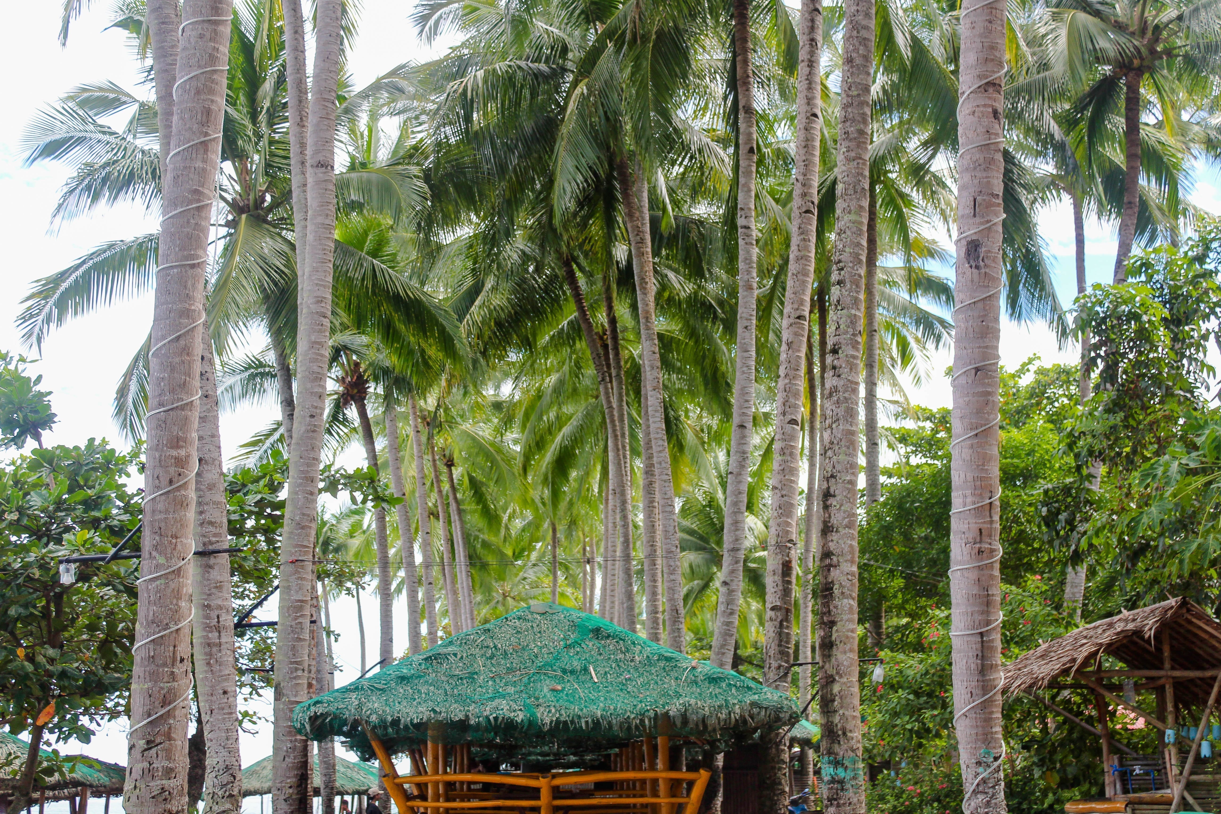 Ternate Cavite coconut trees
