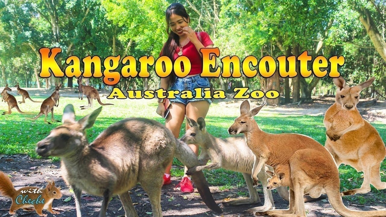 Kangaroo Encounter - Australia Zoo | A Day With A Kangaroo Australia Zoo