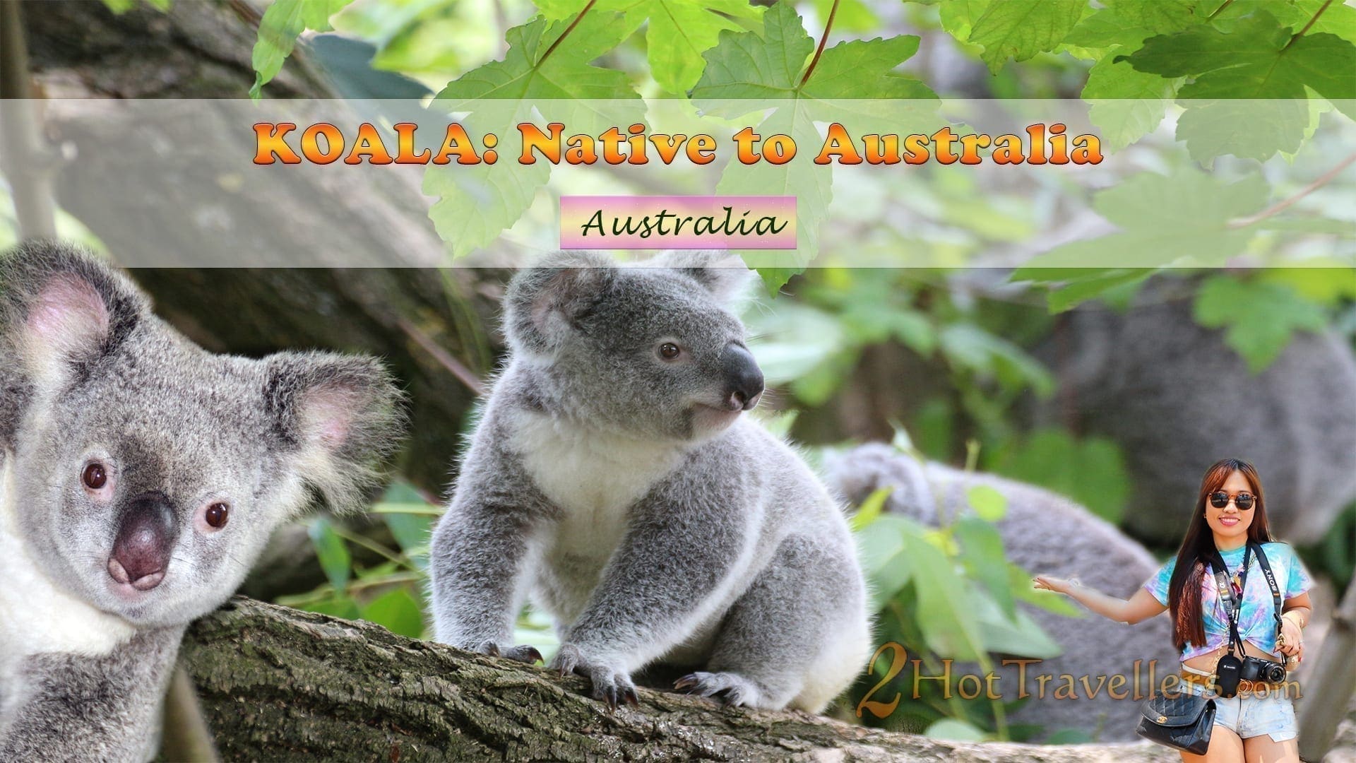 Koala Australia