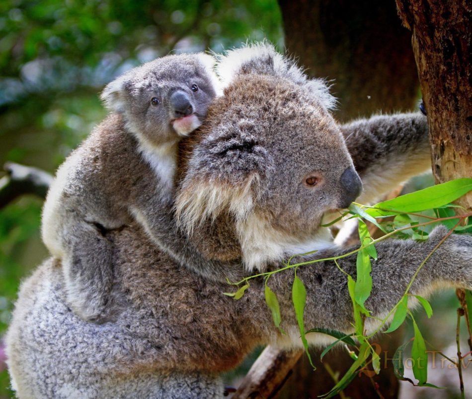 Koala's climbing the tree