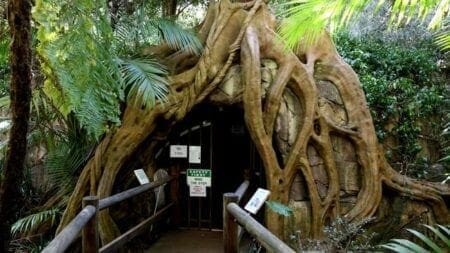 Curtis Falls Mt Tamborine: Amazing Gold Coast Hinterland Glow Worms Cave entrance
