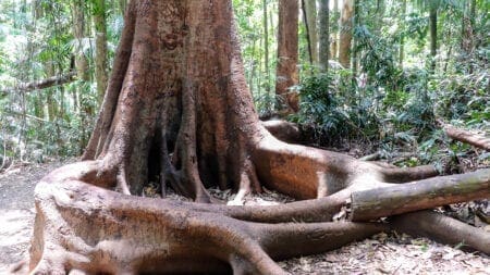 Curtis Falls Mt Tamborine: Amazing Gold Coast Hinterland Curtis Falls Mt Tamborine: Amazing Gold Coast Hinterland