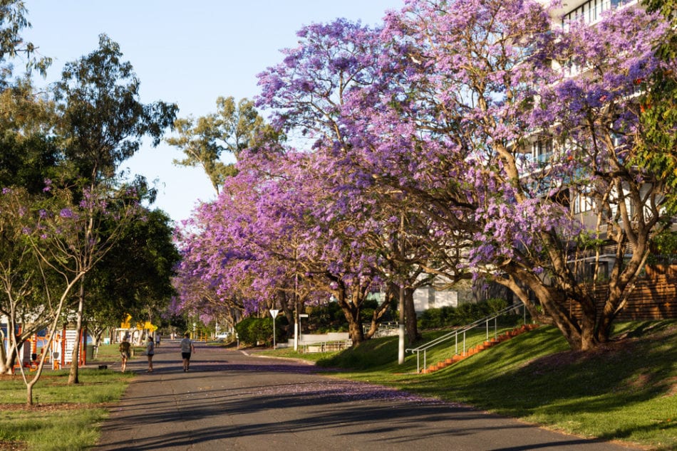 Brisbane Scenic walk - west-end-brisbane