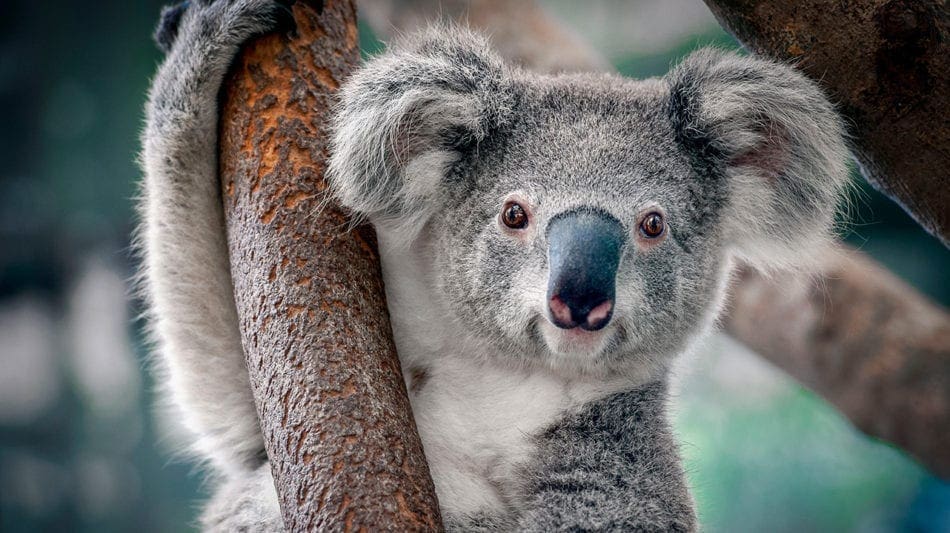 How to Hug a Koala video