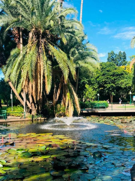 city botanic gardens Best Picnic Spots in Brisbane