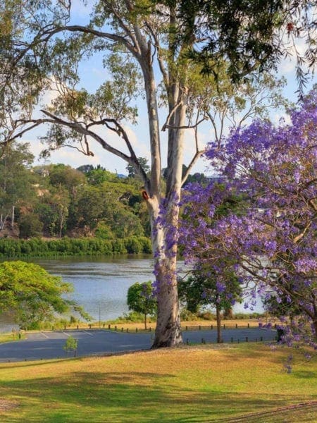 12 of the Best Picnic Spots in Brisbane fig tree pocket reserve