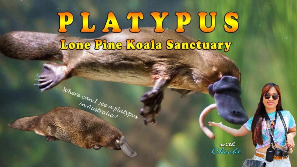 Platypus at Lone Pine Koala Sanctuary Australia Live