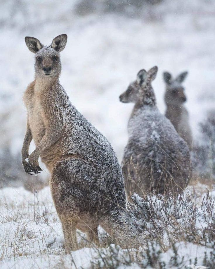 Kangaroo during winter in Australia