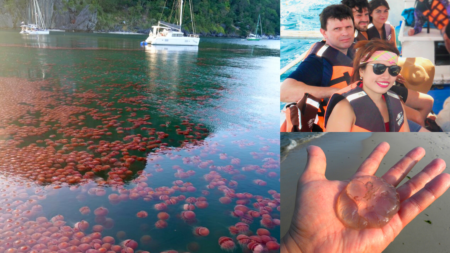 Philippines Travel Blog Philippines Jellyfish Season