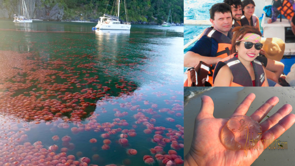 Philippines Jellyfish Season