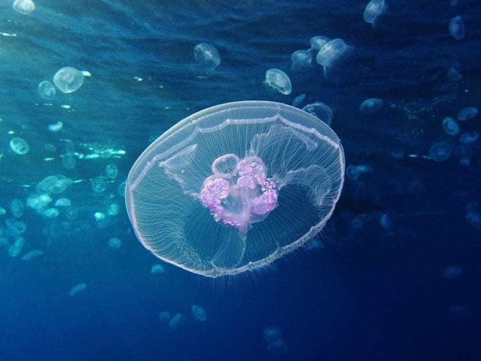 Aurelia Aurita jellyfish season