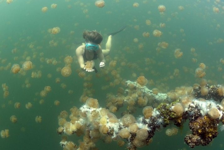 Beware of the Jellyfish season in the Philippines