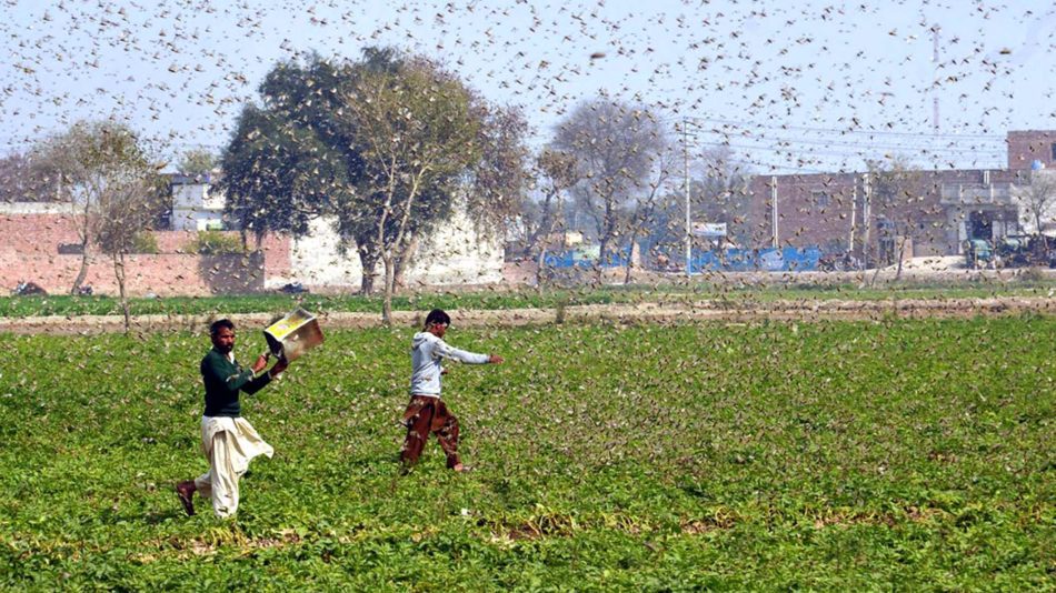 Locusts Devastate Crops in India