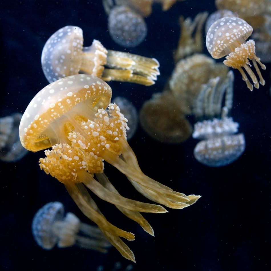 Jellyfish season -Mastigias papua