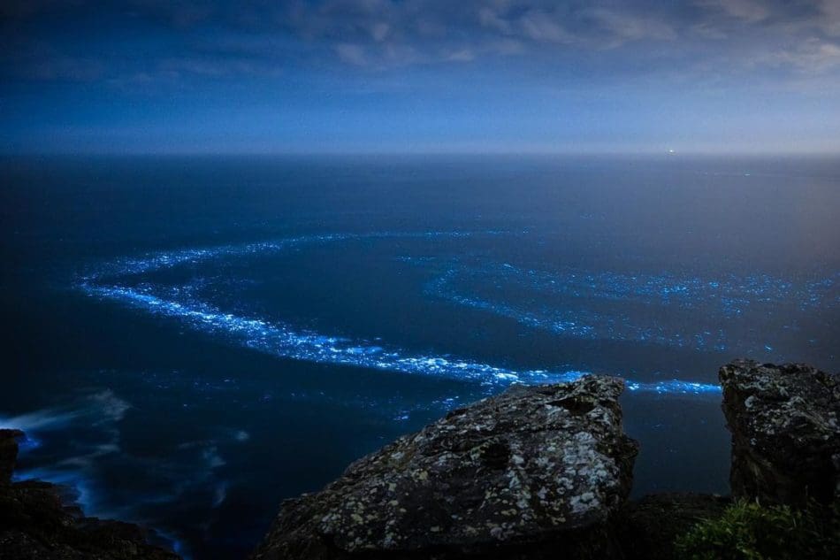 bioluminescence - shades of electric