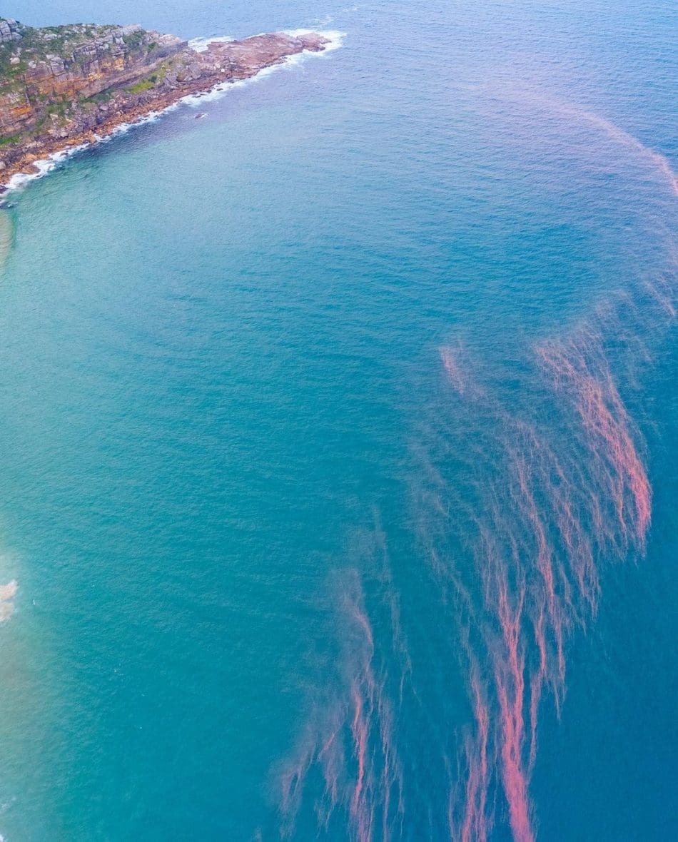 bioluminescence 'sea sparkle' in the ocean ©️ Jamen Percy
