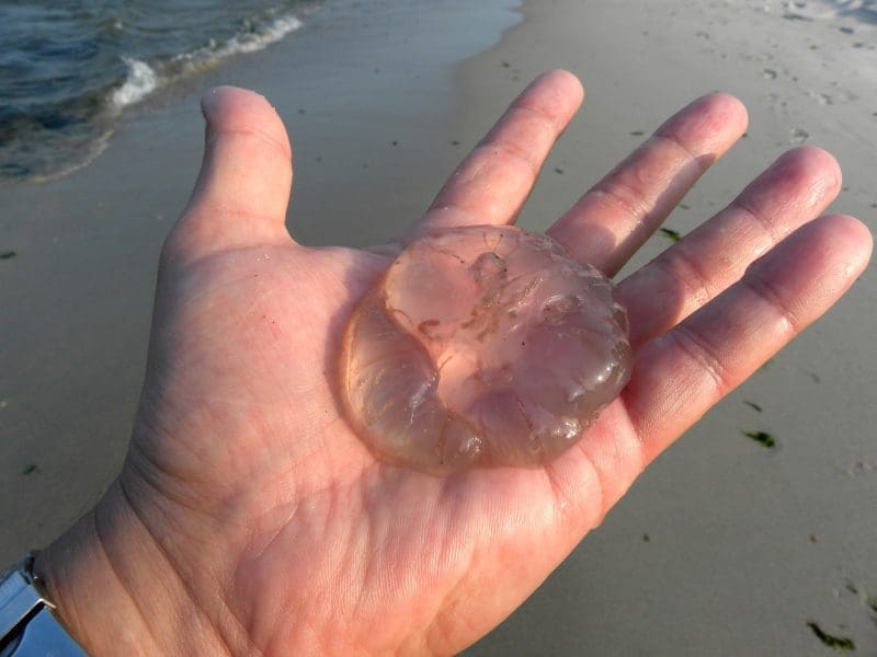 jellyfish season - aurelia aurita