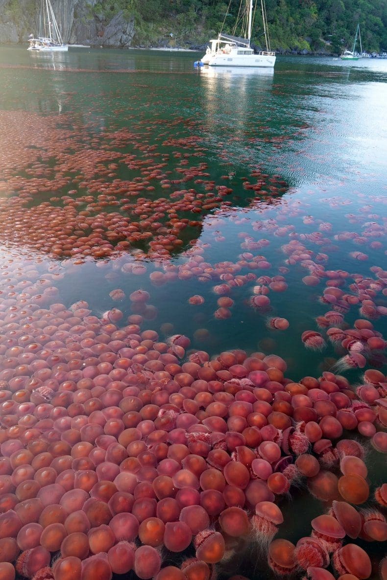 Beware! Jellyfish season in the Philippines is a Killer Beware! Jellyfish season in the Philippines is a Killer