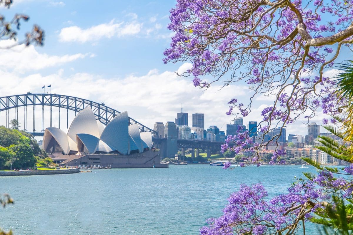 Sydney, Australia. - On November 02, 2017. – The view of Opera house from royal botanic garden with Jacaranda mimosifolia flower in the spring season.